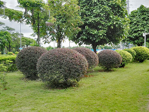 外墙清洁项目之绿化植物挑选